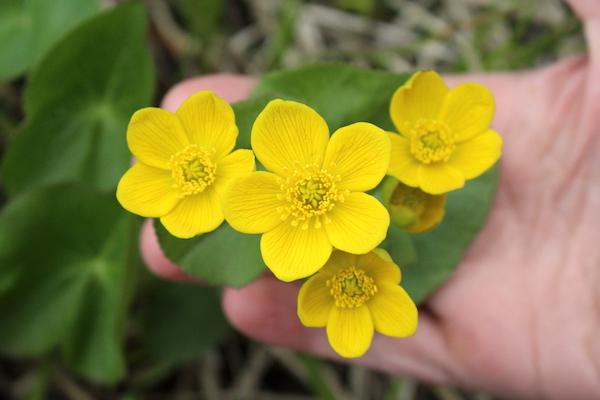 Foraging Marsh Marigold