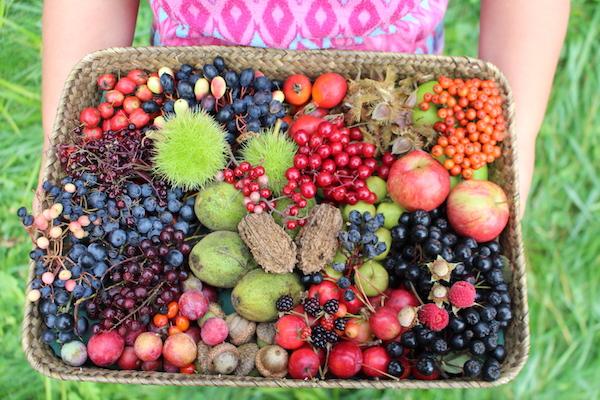 Basket full of wild edible berries, fruit and nuts all harvested within a few hours in autumn in Vermont.