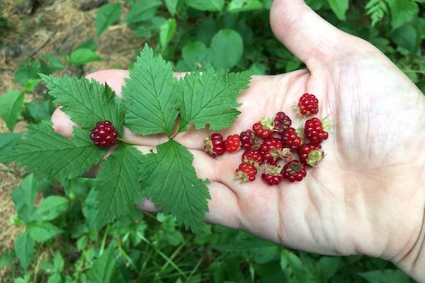 Μια χούφτα άγρια κόκκινα βατόμουρα (Rubus pubescens) που μόλις συλλέχθηκαν