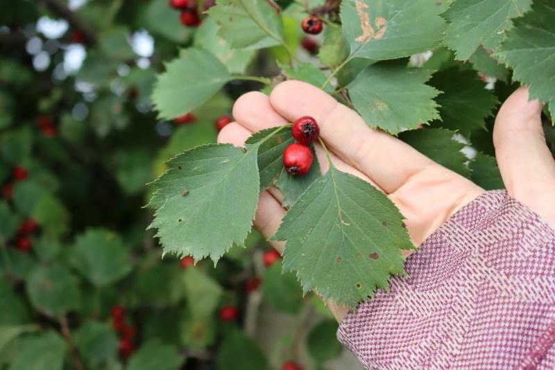 Foraging Hawthorn