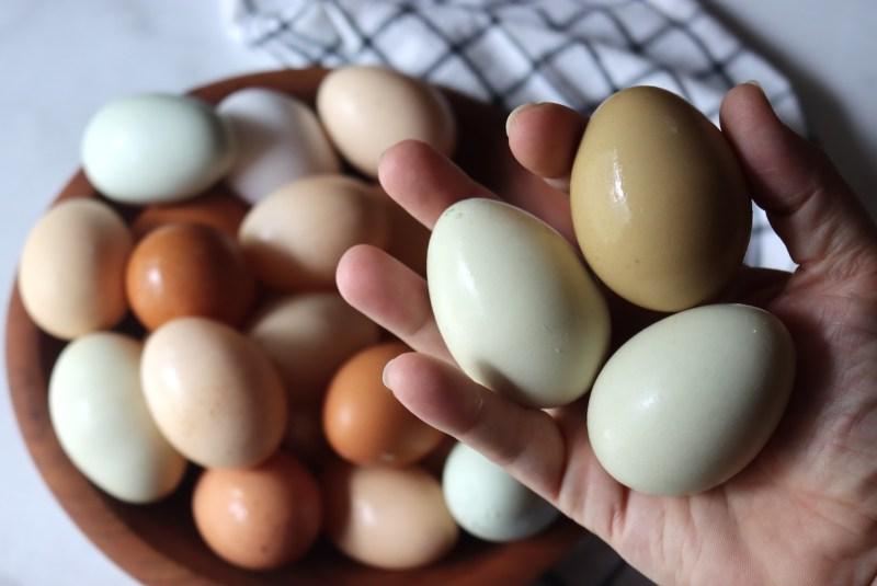 Πράσινα Αυγά από Κότες Olive Egger