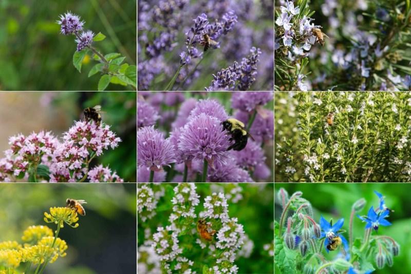 Pollinator Friendly Kitchen Herbs