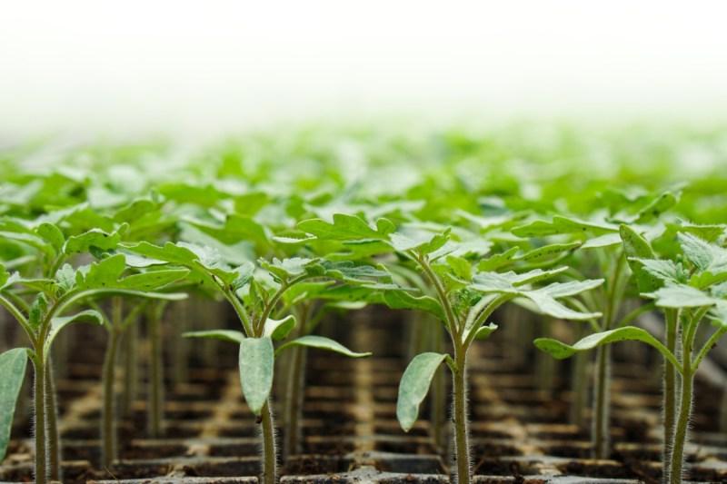 Growing Tomatoes from Seed