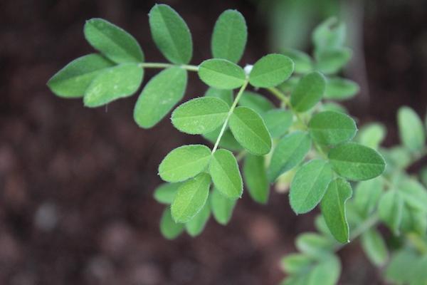 Καλλιέργεια Αστράγαλου (Astragalus membranaceus)