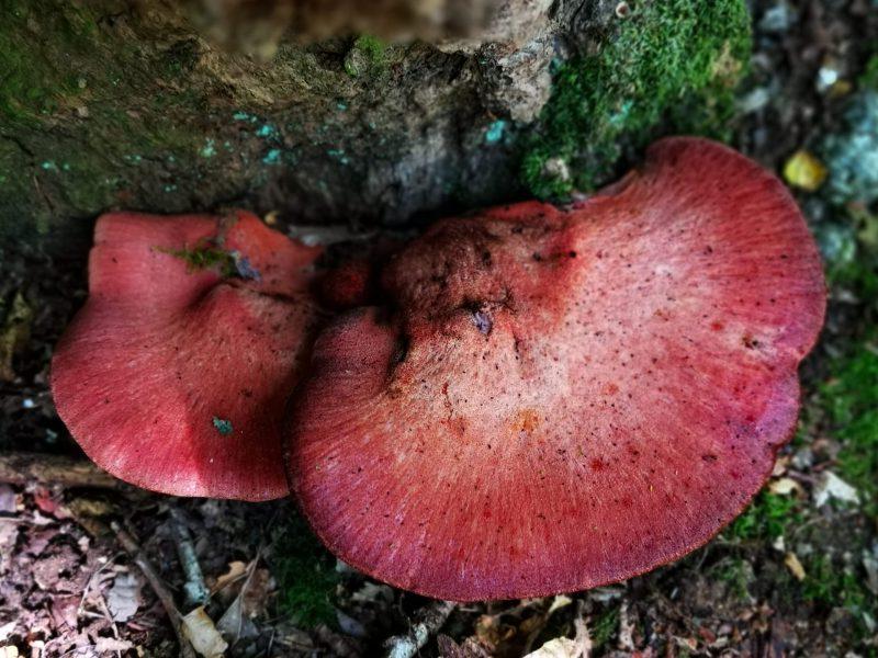 Αναζήτηση Μανιταριών του Συκωτιού (Fistulina sp.) 2 Fistulina hepatica