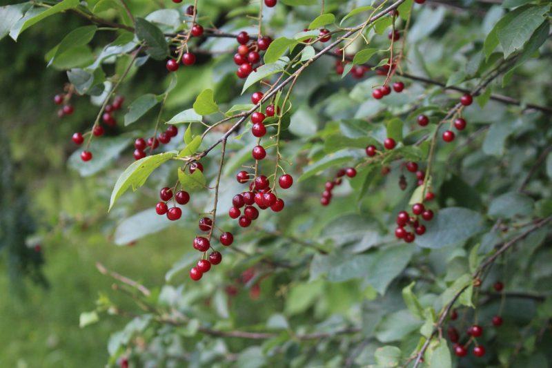 Άγουρο Αγριοκέρασο του Πνιγμού (Chokecherry)