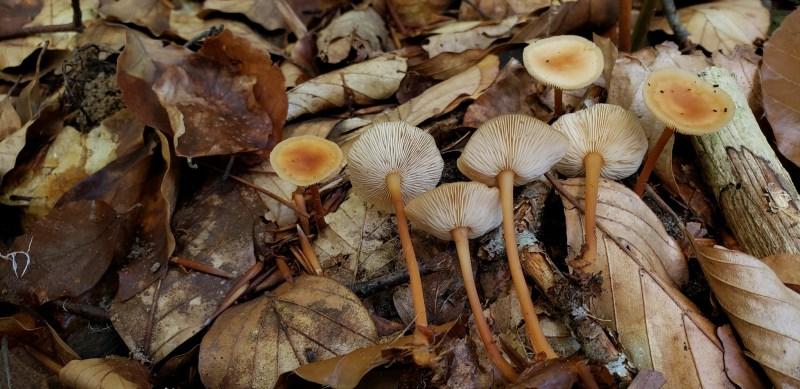 **Συλλογή Μανιταριών Νεραϊδοκύκλου (Marasmius oreades)** 11 Ένα άλλο μικρό καφέ μανιτάρι που μοιάζει με Δαχτυλίδι της Νεράιδας. Ένα πιθανό είδος Gymnopus που μπορεί να ξεχωρίσει από τα πυκνά ελάσματα, το μακρύ σκούρο στέλεχος και τον δασικό βιότοπο. Φωτογραφία: Timo Mendez (CC BY 4.0 DEED)