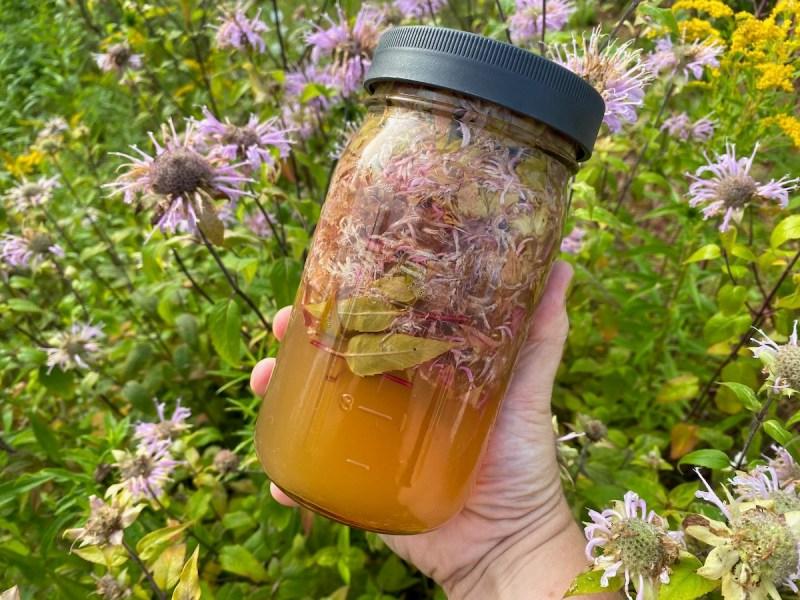 Συλλογή Άγριου Μπεργαμόντου (Monarda fistulosa) 11 Οξύμελο Μελισσόχορτου