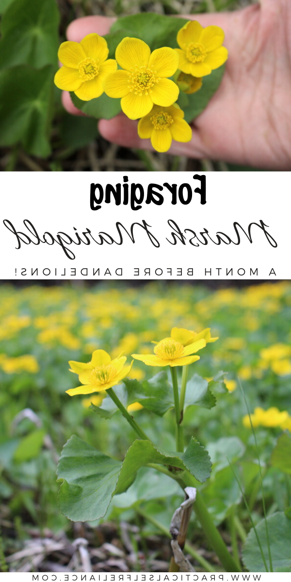 Foraging Marsh Marigold ~ One of the earliest spring greens, learn how to identify marsh marigold and cook it up a full month before the first dandelion blossoms. Happy spring foraging! #foraging #wildedibles #survival