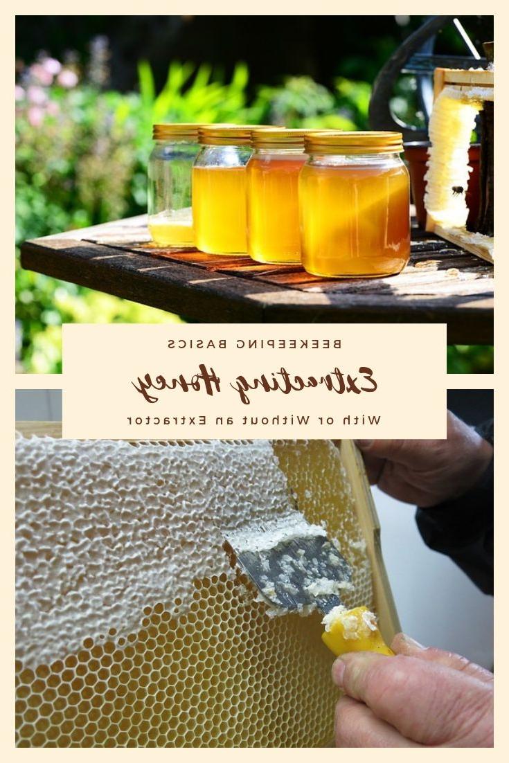 Extracting Honey from Honeycomb (With and Without an Extractor) ~ It can be tricky to harvest honey from a backyard bee hive, especially without investing in an expensive extractor. Here's how to enjoy home harvested honey, with and without an extractor to pull the honey from the comb. Part of a beekeeping basics series.