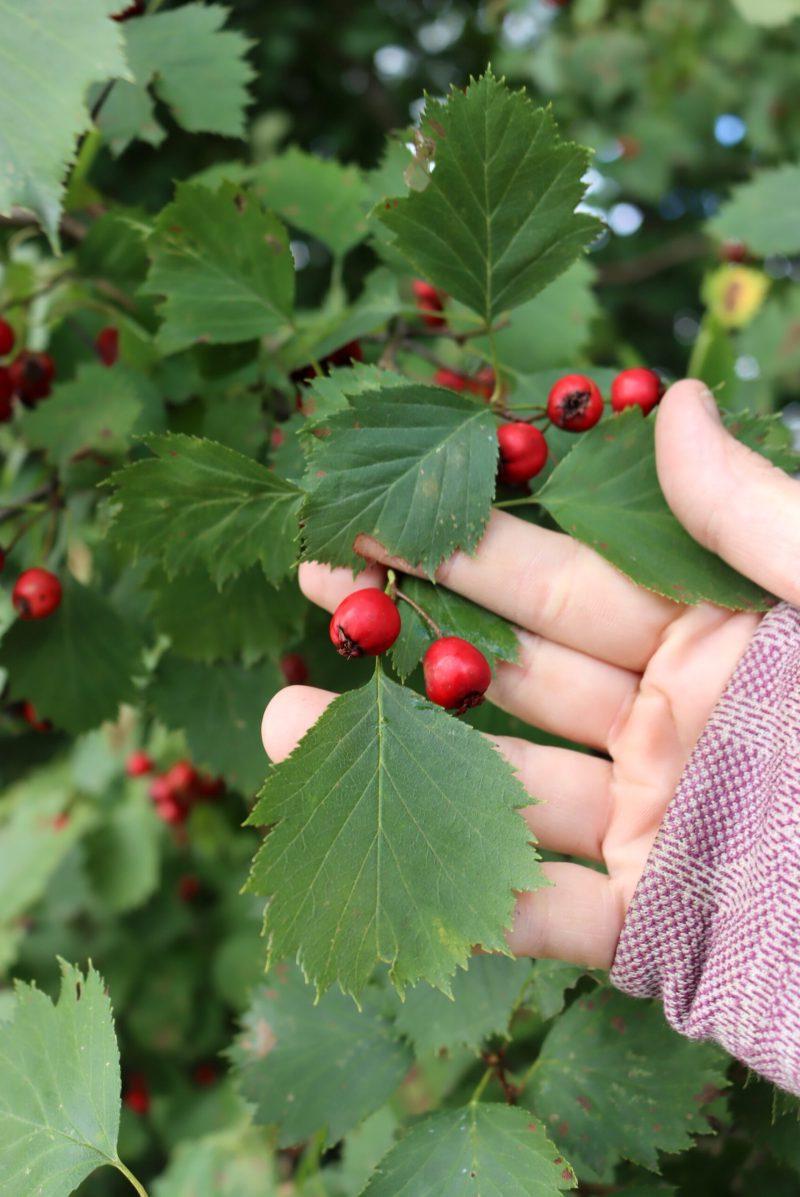 Hawthorn in Fruit