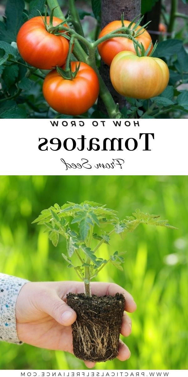 How to Grow Tomatoes from Seed