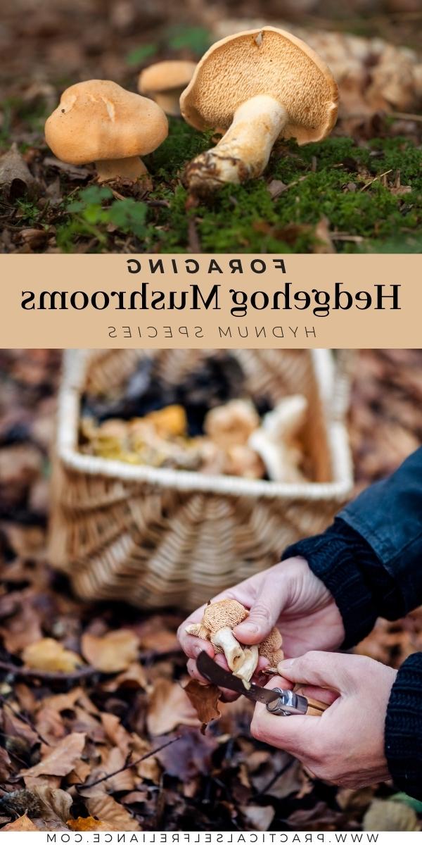Οδηγός Αναγνώρισης Συλλογής Ακανθόμυκητων