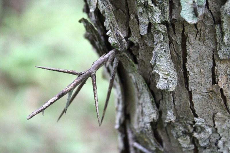 Thorns on Hawthorn Tree
