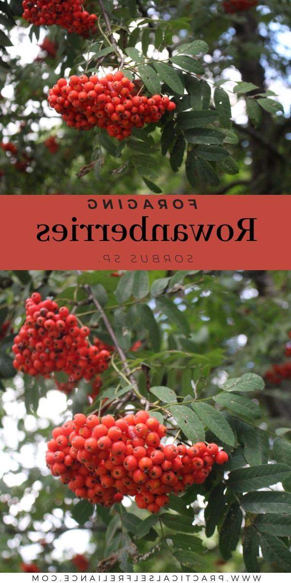 Συλλογή Σορβιών