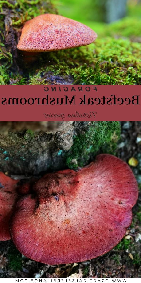 Foraging Beefsteak Mushrooms