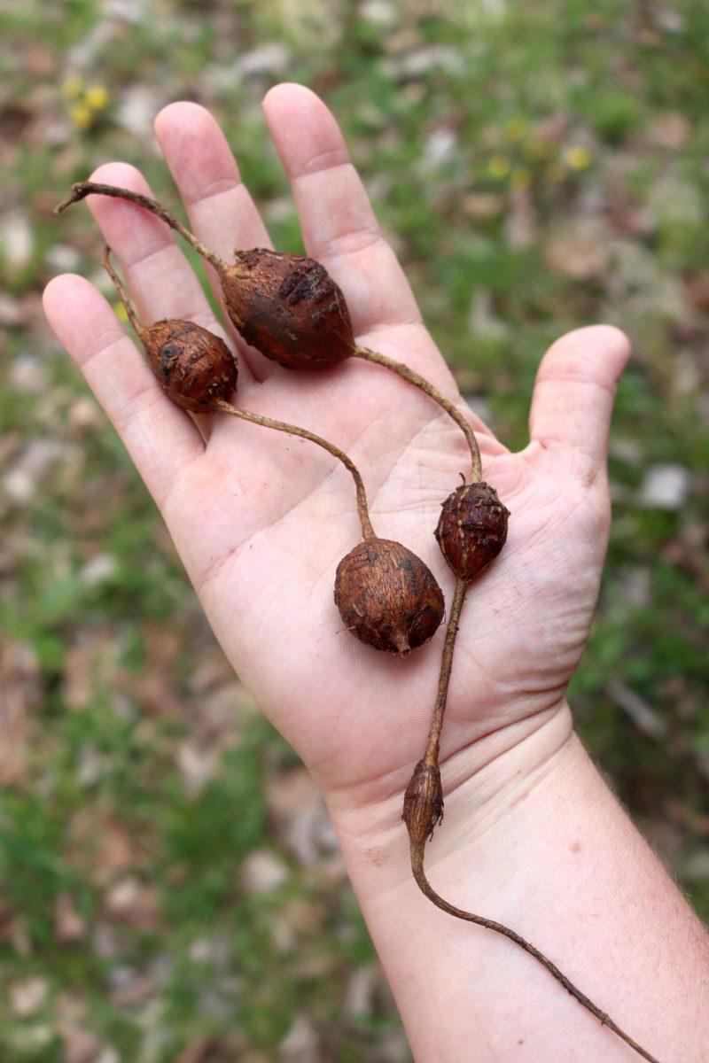 Αλυσίδα Ρίζας Hopniss