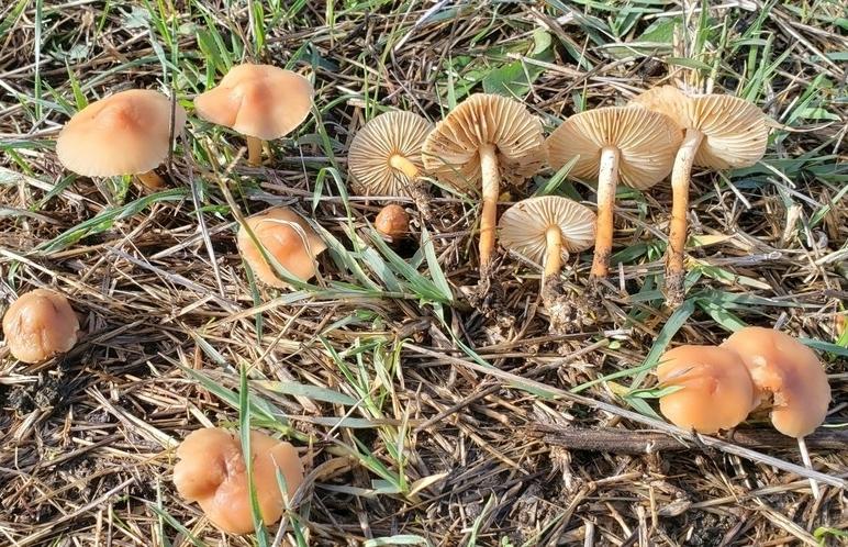 **Συλλογή Μανιταριών Νεραϊδοκύκλου (Marasmius oreades)** 12 Μανιτάρια Δαχτυλίδι της Νεράιδας