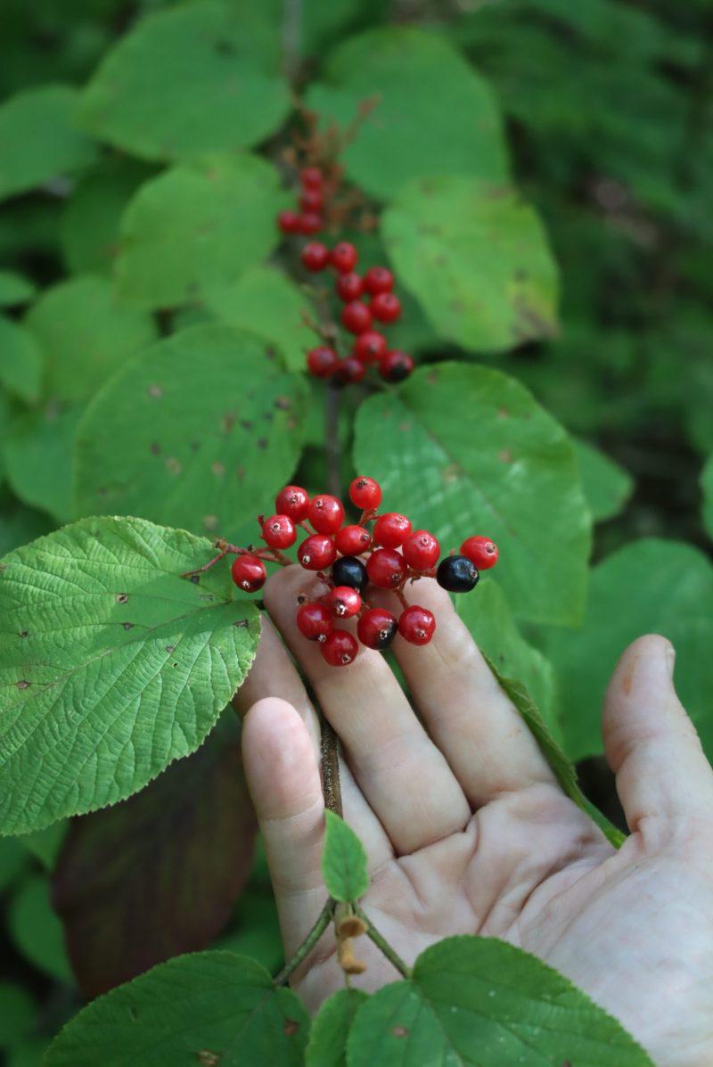 Ωρίμανση Hobblebush