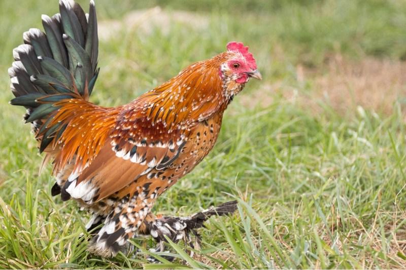 Mille Fleur D’Uccle