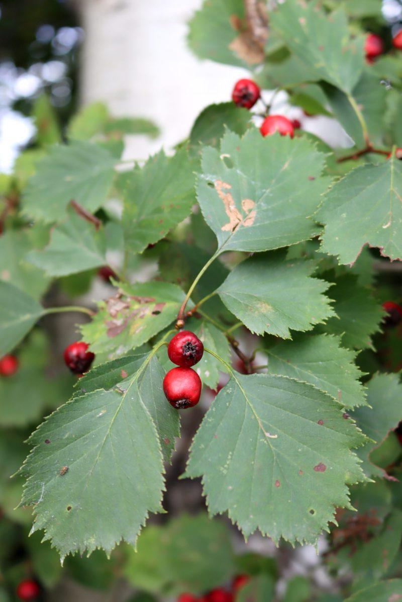 Hawthorn Leaves and Fruit