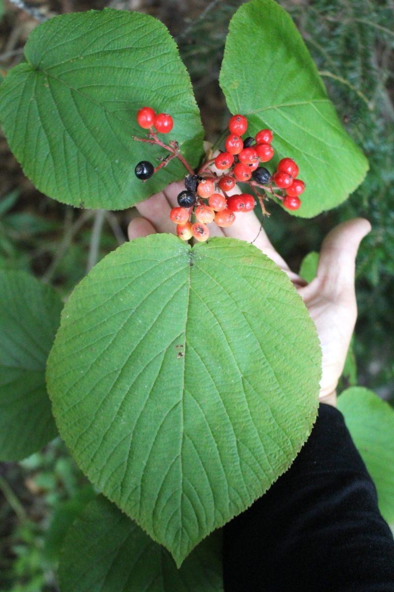 Φύλλο Hobblebush
