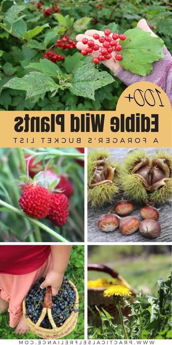100 Edible Wild Plants