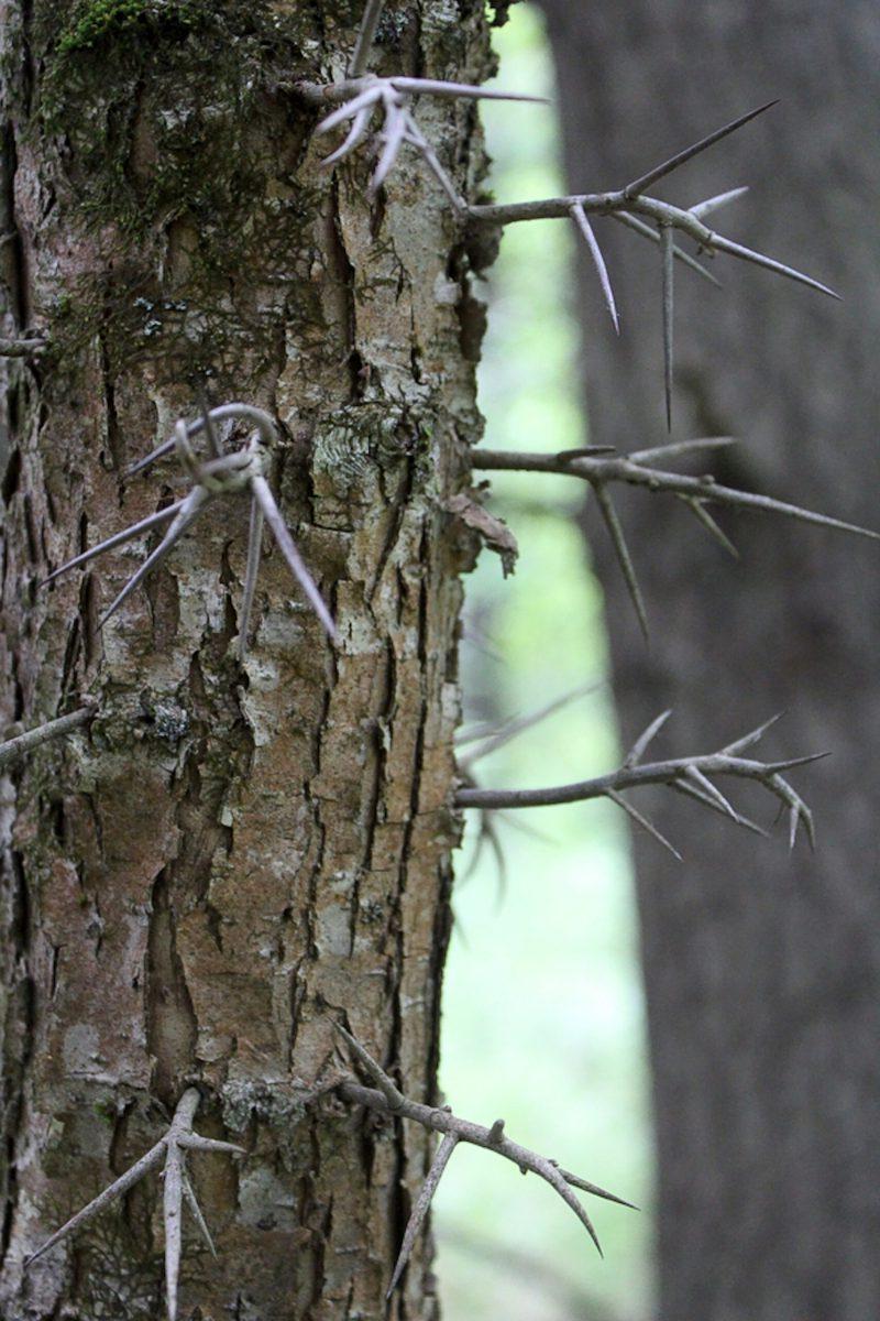 Hawthorn Tree Trunk