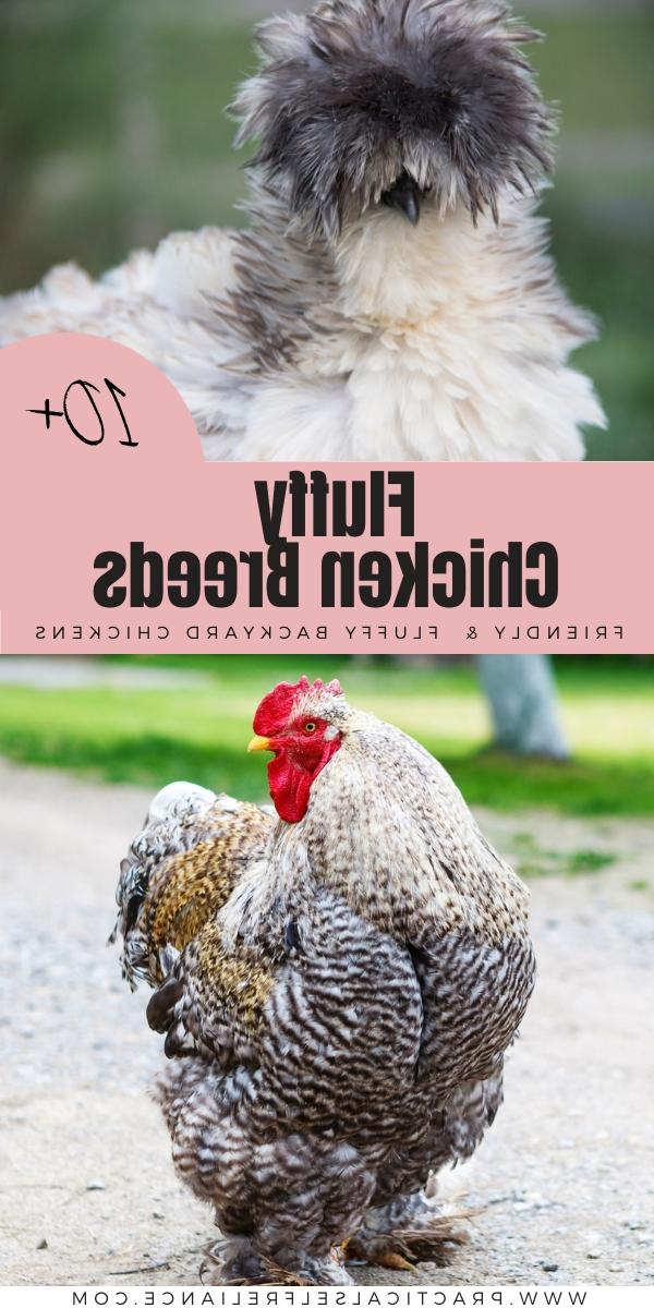 Καλύτερες Αφράτες Φυλές Κοτόπουλων
