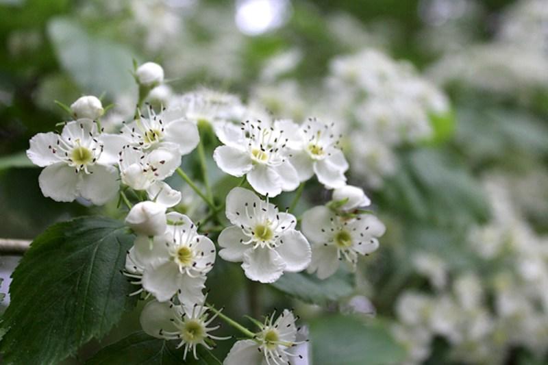 Hawthorn Flowers