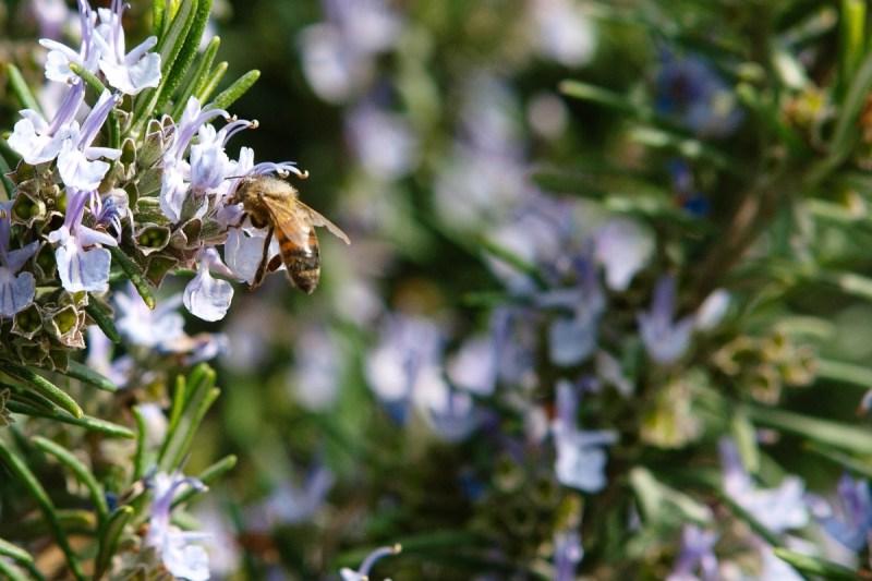 16+ Βότανα Κουζίνας για να Φυτέψετε για Επικονιαστές 15 Rosemary Pollinator