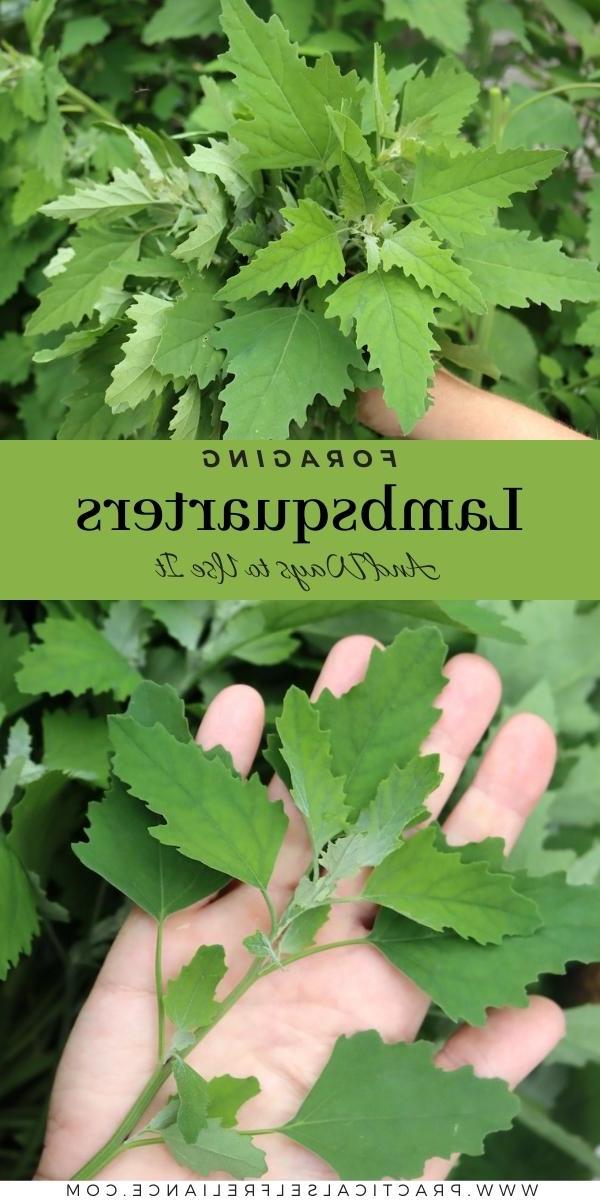 Συλλογή Χηνοπόδιου το Λευκού