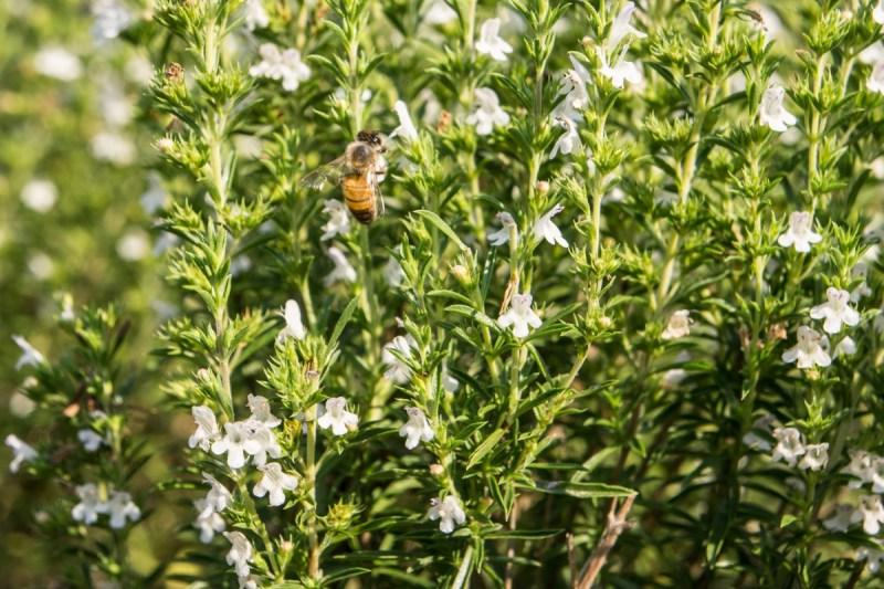 16+ Βότανα Κουζίνας για να Φυτέψετε για Επικονιαστές 18 Winter Savory Flowers