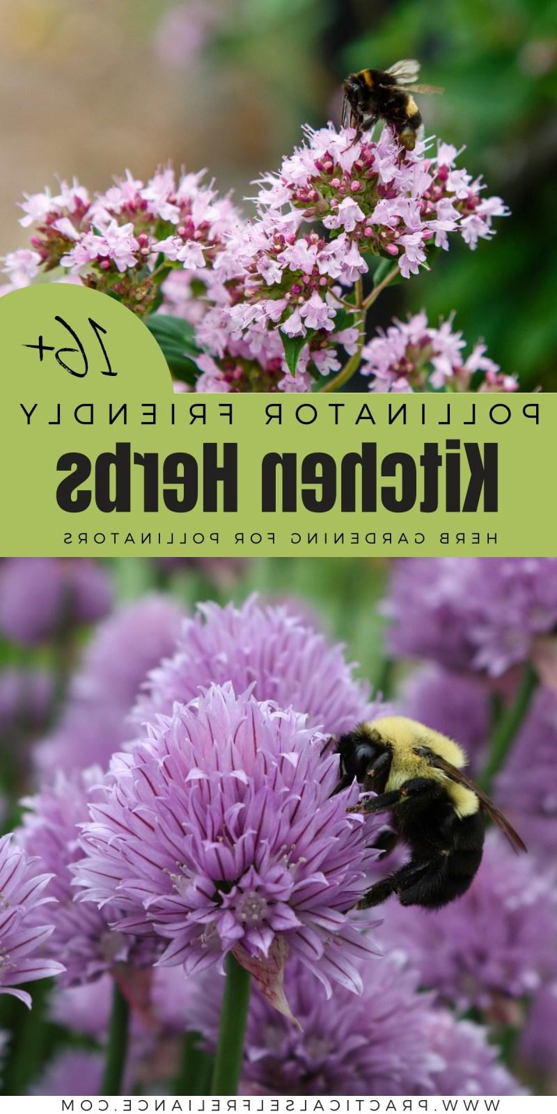 Pollinator Friendly Kitchen Herbs