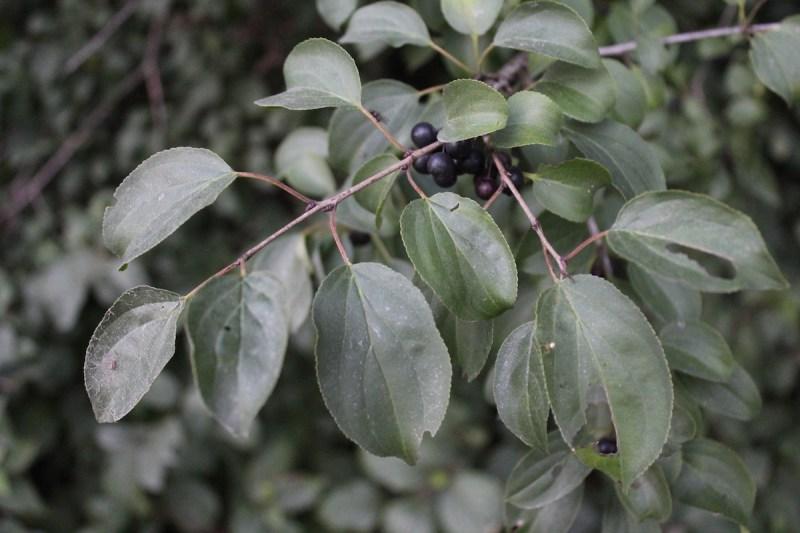 Τροφοσυλλογή Προύνος η παρθενική (Prunus virginiana) 19 Τοξικό Ραμνό (Buckthorn)