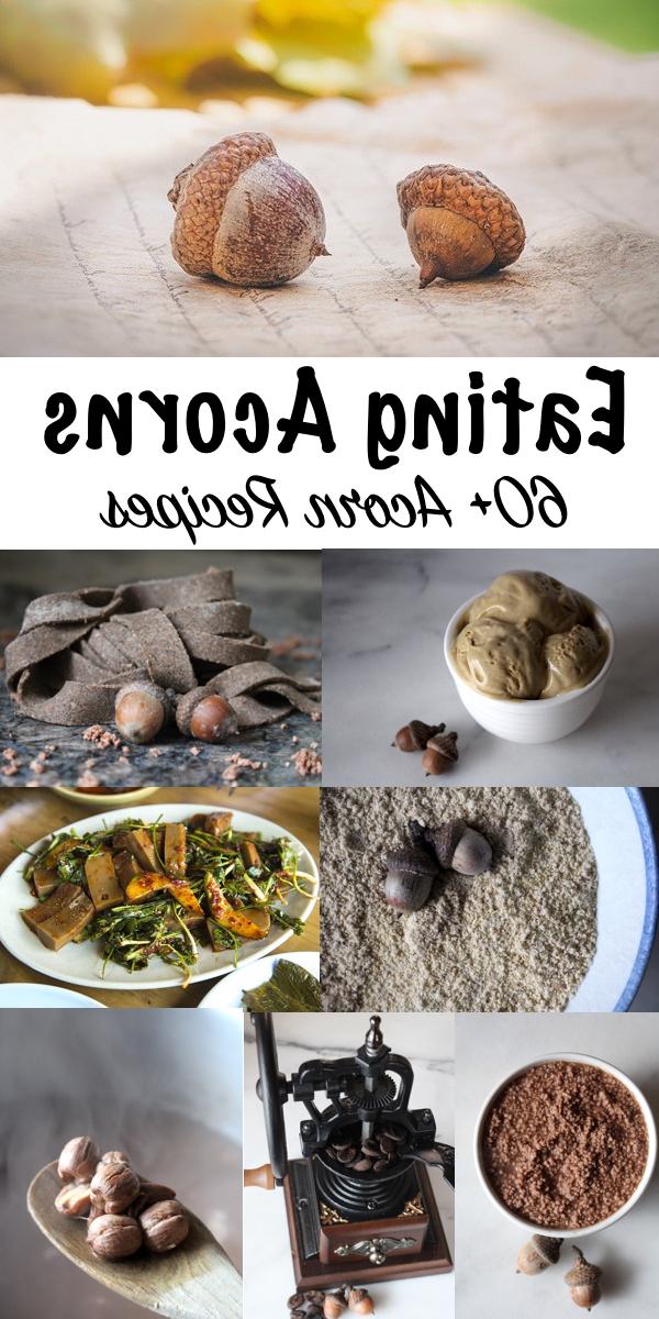 Τρώγοντας Βελανίδια 19 Κατανάλωση Βελανιδιών ~ 60+ Συνταγές Βελανιδιού από Όλο τον Κόσμο ~ Τα βελανίδια είναι μια άφθονη άγρια πηγή τροφής σε όλο τον κόσμο, και ένα μόνο δέντρο μπορεί να παράγει περισσότερες από 2.000 λίβρες καρπών. Πλούσια σε θερμίδες και μικροθρεπτικά συστατικά, η κατανάλωση βελανιδιών ήταν κάποτε μέρος της ζωής για τους ανθρώπους παντού όπου φυτρώνουν βελανιδιές. #wildfood #foraging