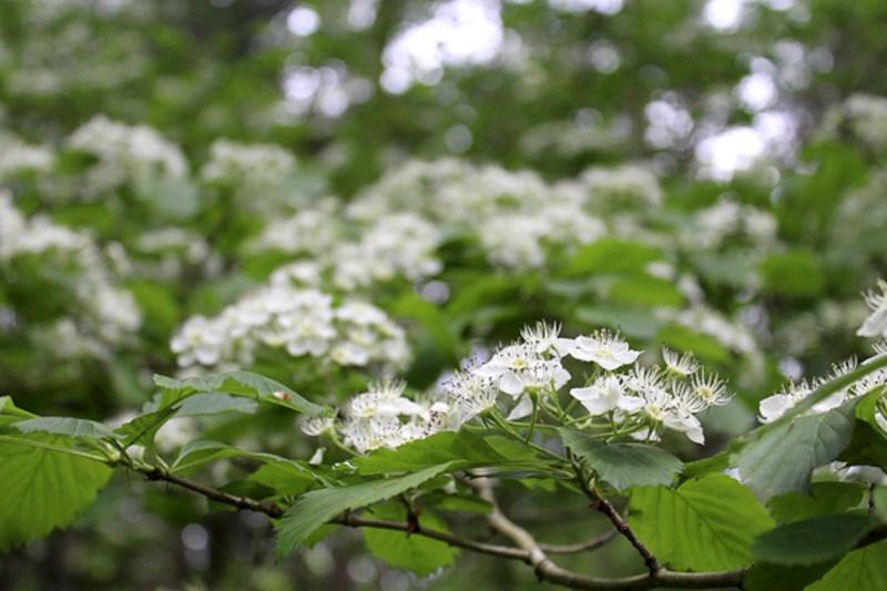 Hawthorn Flower Clusters