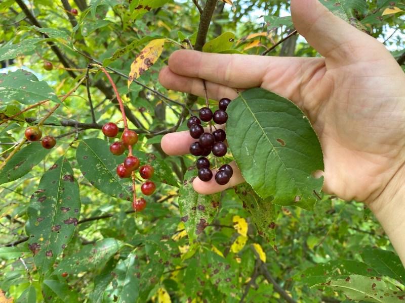 Τροφοσυλλογή Προύνος η παρθενική (Prunus virginiana) 20 Αγριοκέρασο του Πνιγμού και Μαύρο Κεράσι