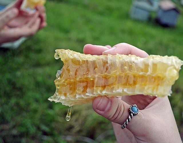 Fresh honey comb