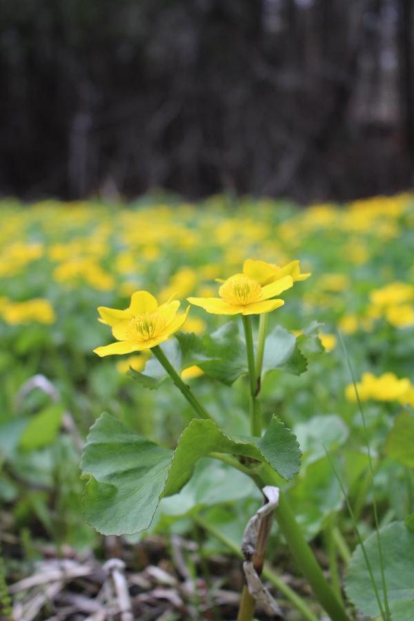 Marsh Marigold