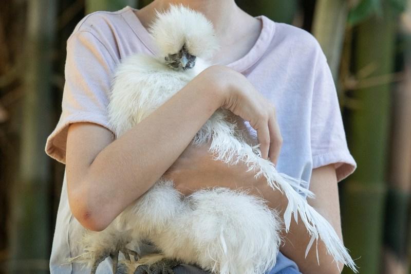 Παιδί που κρατάει κοτόπουλο Silkie