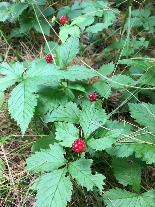 Μια συστάδα άγριων κόκκινων βατόμουρων (Rubus pubescens)
