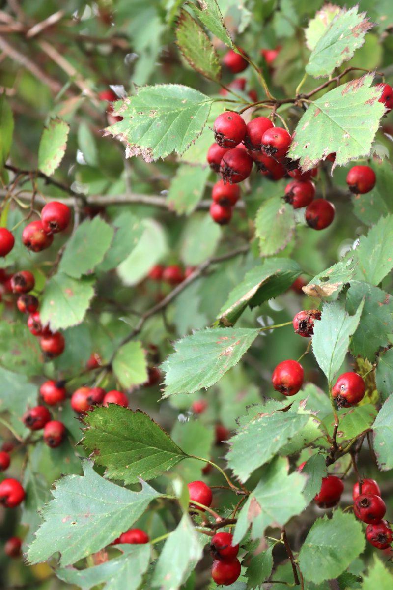 Hawthorn Fruit