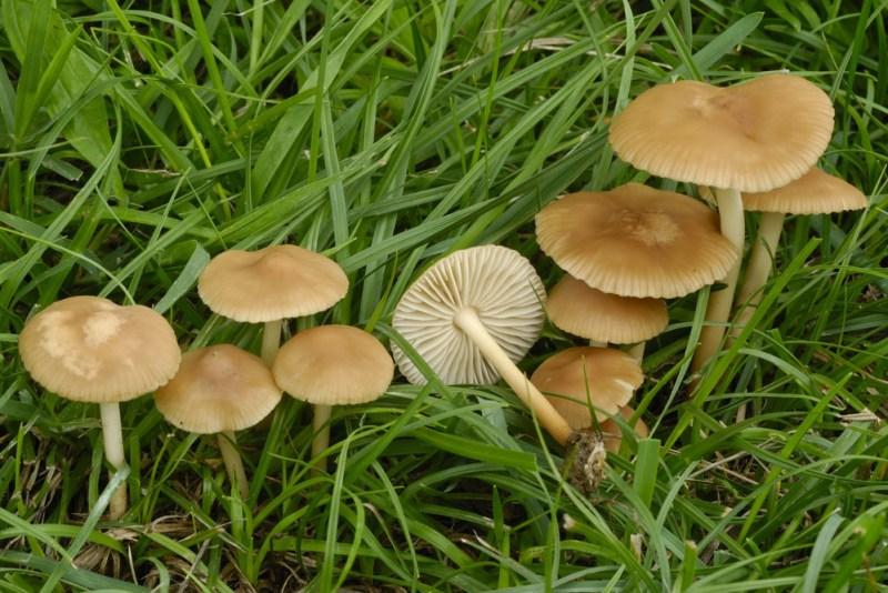 **Συλλογή Μανιταριών Νεραϊδοκύκλου (Marasmius oreades)** 3 Μανιτάρια Δαχτυλίδι της Νεράιδας