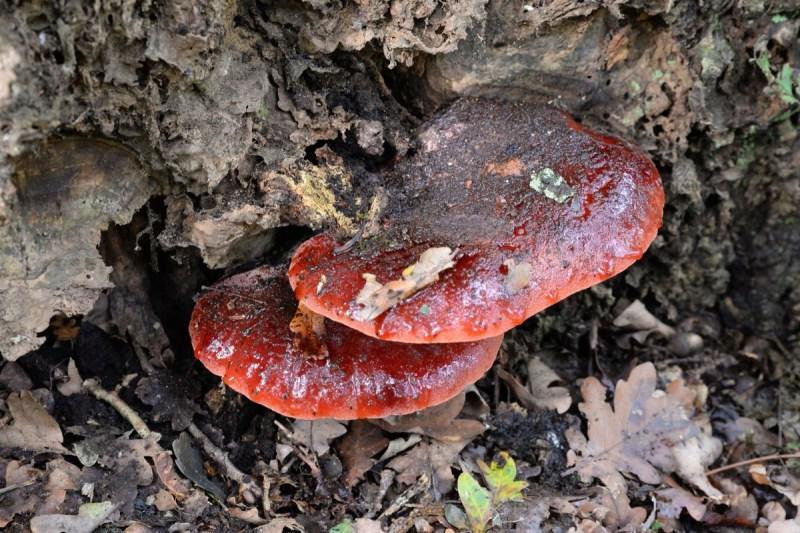Beefsteak Mushroom
