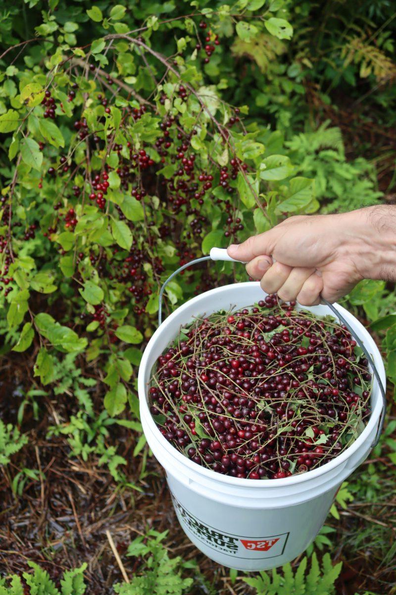 Τροφοσυλλογή Προύνος η παρθενική (Prunus virginiana) 3 Συγκομιδή Αγριοκέρασου του Πνιγμού