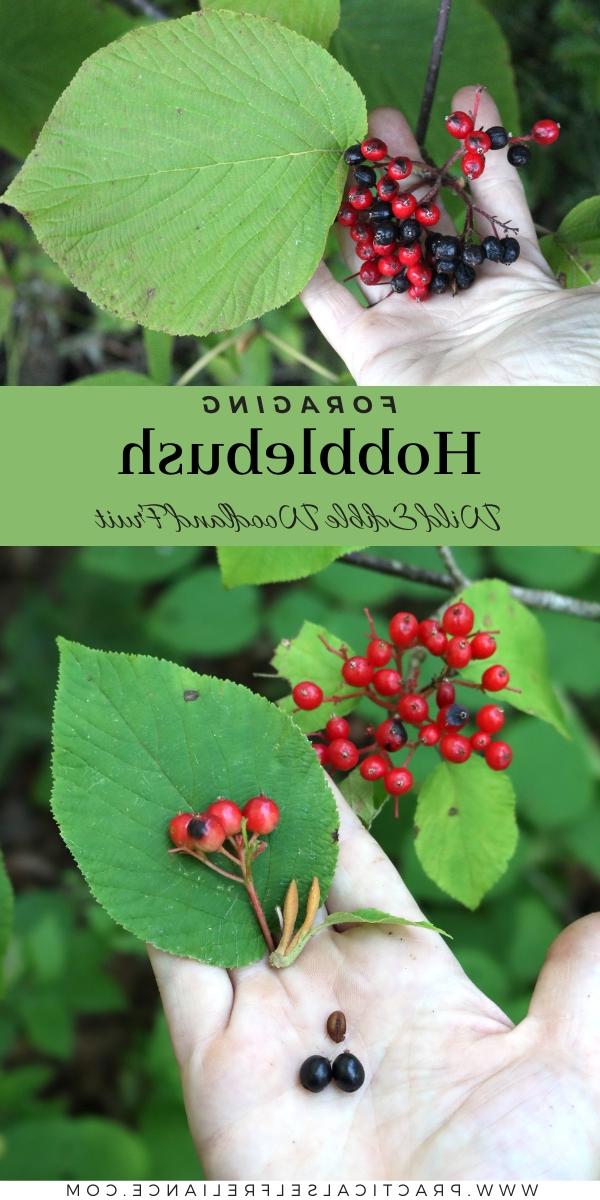Συλλογή Hobbleberries