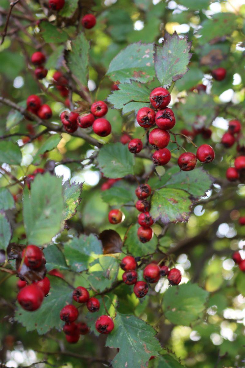 Hawthorn Fruit