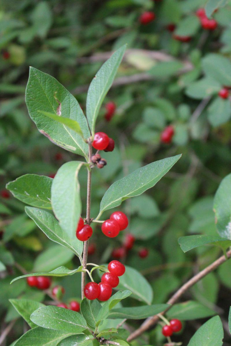 Τροφοσυλλογή Προύνος η παρθενική (Prunus virginiana) 21 Ιαπωνικό Αγιόκλημα, ένα φυτό που μοιάζει με το Αγριοκέρασο του Πνιγμού