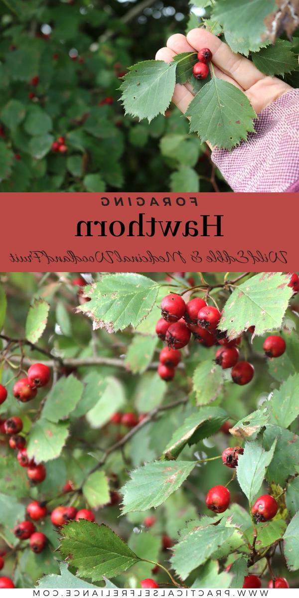 Identifying Hawthorn